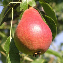 Груша «Ника»